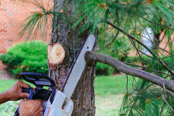 Reliable Lennox, CA Tree Removal and Landscaping Services Solutions